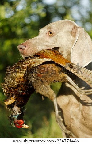 weimaraner dog pheasant hunting
