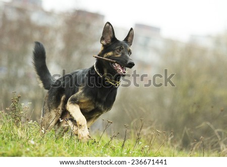 beautiful and fun german shepherd dog puppy running in nature background