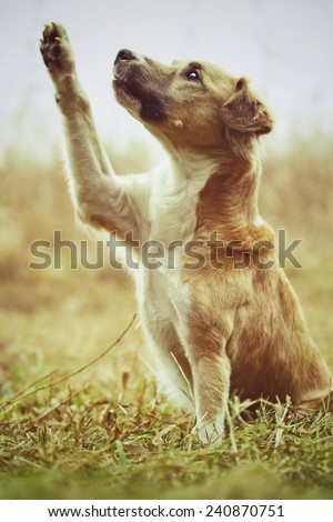 crossbreed dog puppy / jack russel terrier, poodle, collie, dog trick and paw