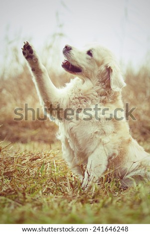 beautiful labrador retriever / golden retriever dog puppy in autumn background