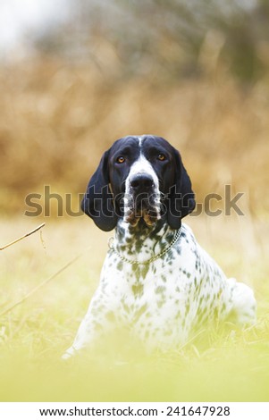 beautiful auvergne pointing dog puppy dalmatian in autumn background