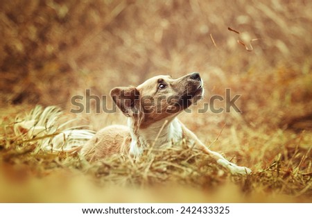 fun cute crossbreed dog trick in autumn nature background