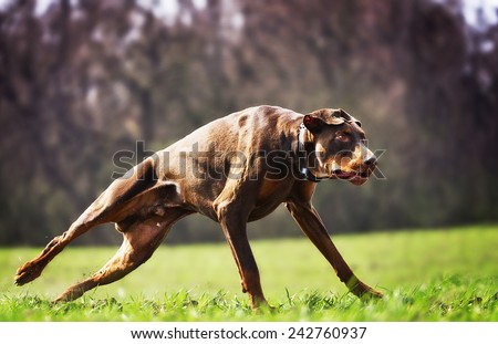angry doberman pinscher dog running and protection