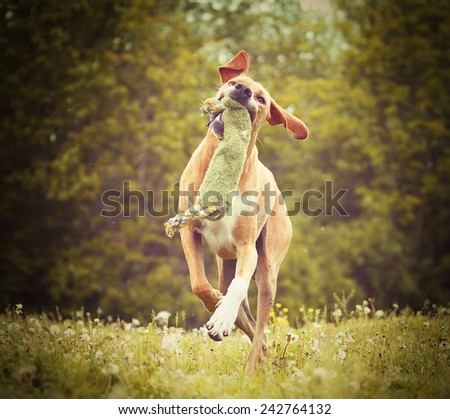 beautiful funny rhodesian ridgeback pointer magyar viszla puppdy dog hunting and running in autumn nature