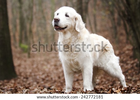 beautiful labrador retriever / golden retriever dog puppy in autumn background