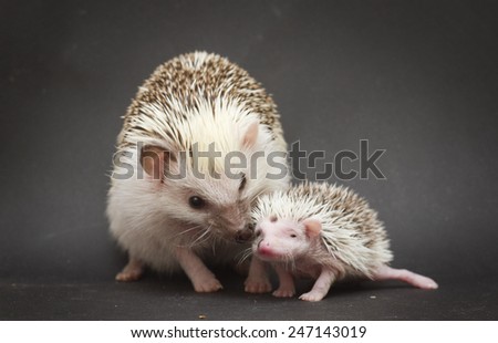 cute rodent hedgehog love with baby