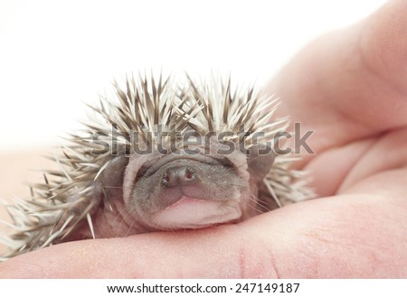 cute hedgehog rodent baby sleeping