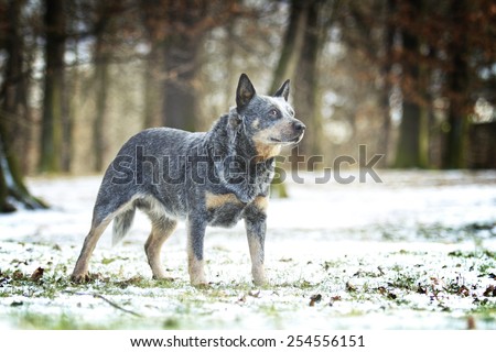 pretty australian cattle dog shepherd puppy is in snowy spring background