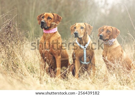 group of beautiful and fun sittting rhodesian ridgeback dog trick puppy background