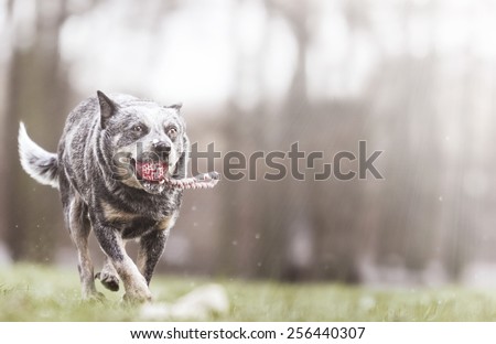 pretty australian cattle dog puppy in walking snow nature background dog trick running