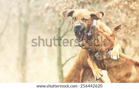 dangerous and angry fight two rhodesian ridgeback dog protection and defense