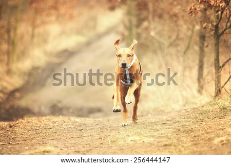 comic and fun rhodesian ridgeback dog jump and running in spring background