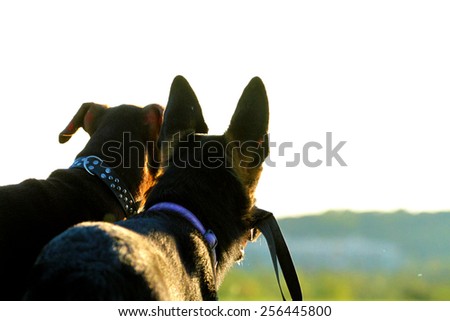 doberman dog and german shepherd puppy