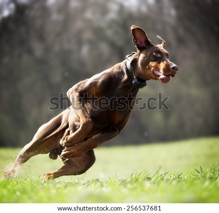 angry doberman pinscher dog running and protection