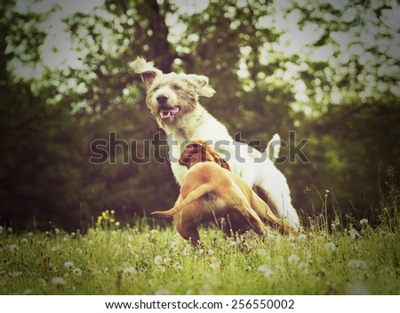 fun young slovak rough hound dog and pointer puppy fight and running in nature