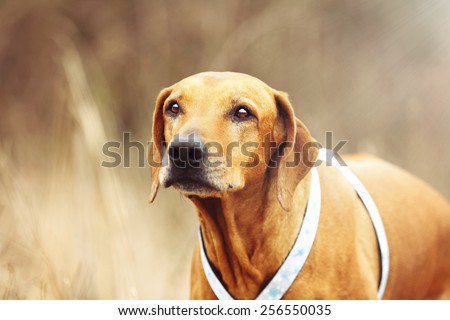 old bored anxiety and sad rhodesian ridgeback dog puppy portrait