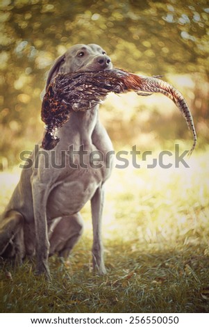 Sitting weimaraner dog holds in its mouth pheasant duck hunting