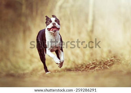 fun and young boston terrier dog puppy running in summer nature
