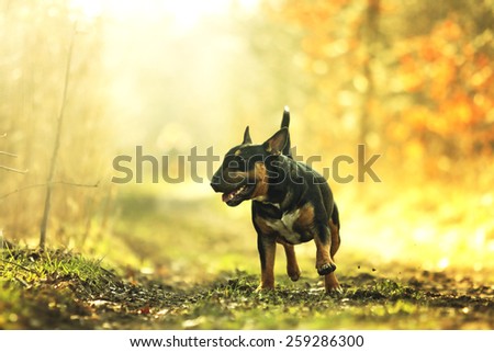 beautiful young tricolor english bull terrier dog puppy running in sunset forest background