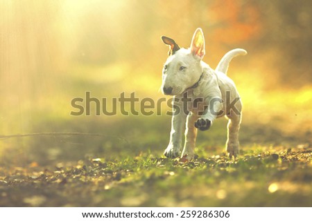 cute english bull terrier puppy running in summer sunset
