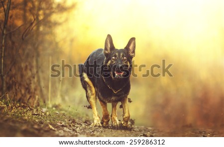 crazy and beautiful black german shepherd dog puppy running in sunset background nature