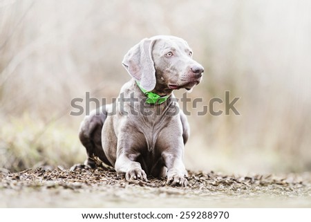 sad portrait weimaraner dog puppy in spring background