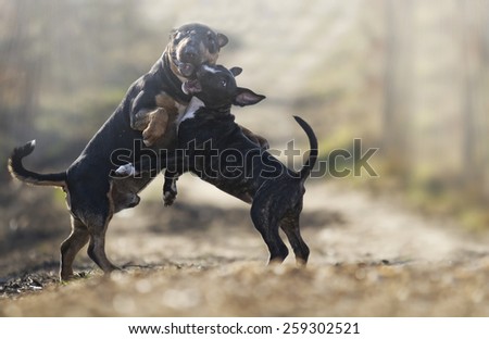 english bull terrier dog and puppy play, protection, defense, barks and dangerous and fight