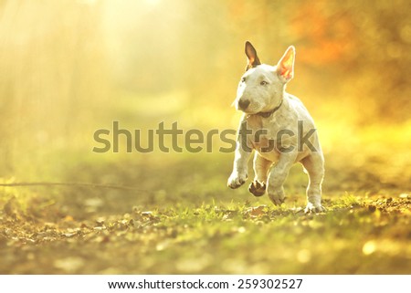 cute english bull terrier puppy running in summer sunset