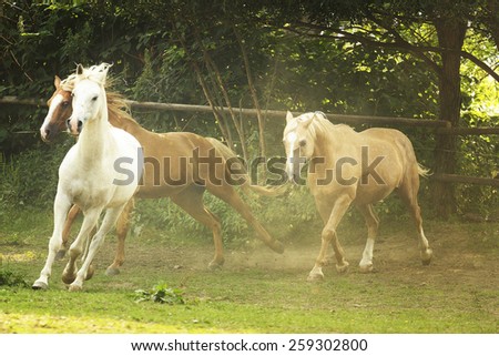 herd of horses running in wild appaloosa, arabian horse, western, thoroughbred, friesian horse,barock pinto