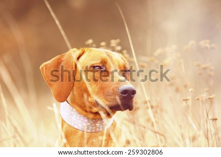 beautiful young portrait magyar viszla rhodesian ridgeback dog puppy in summer background