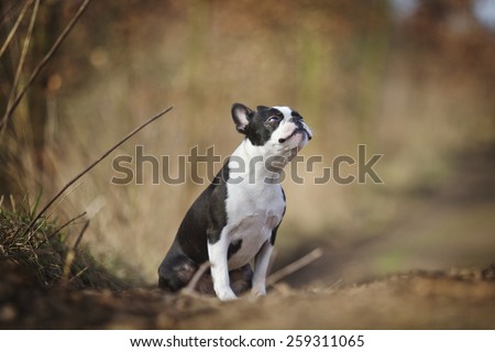 beautiful boston terrier dog puppy