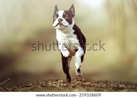 pretty boston terrier dog puppy running