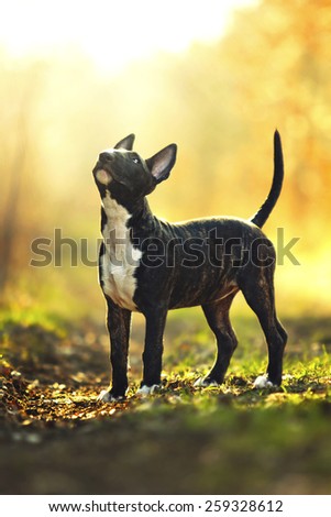 beautiful young  english bull terrier dog puppy running in sunset forest background