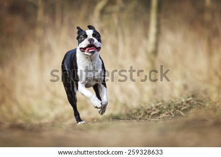 crazy and fun beautiful boston terrier dog puppy running and jump
