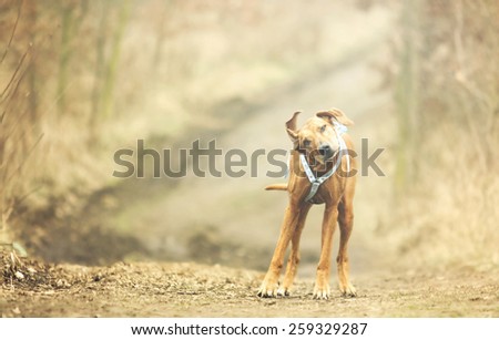 old and fun rhodesian ridgeback dog puppy burrs are dog trick background