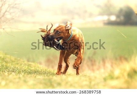 pretty rhodesian ridgeback dog puppy hold and running with pheasant bird hunting