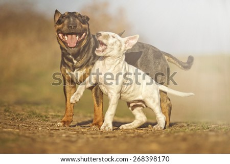beautiful fun english bull terrier dog and puppy fight angry barks and protection in sunset nature
