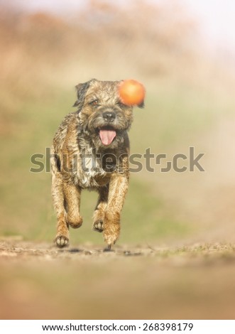 beautiful fun young crazy border terrier dog puppy flying jump and running in spring background