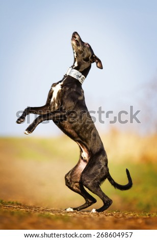 crazy and fun beautiful black young whippet dog puppy running and flying dog trick jump