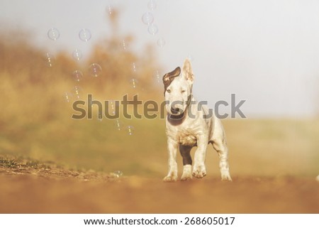 beautiful cute fun dog trick english bull terrier dog puppy flying running jump with bubble summer