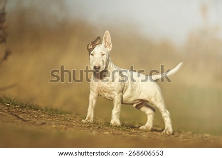 beautiful young fun english bull terrier dog puppy in summer background