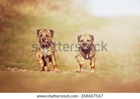 beautiful young and fun two border terrier dog and puppy running in summer nature