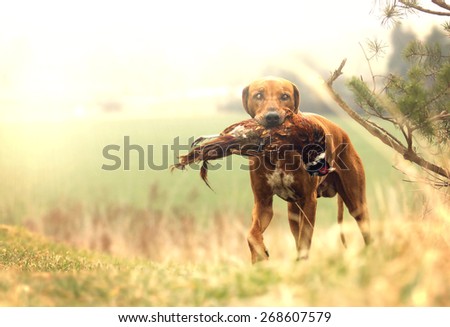 beautiful rhodesian ridgeback dog puppy hold pheasant bird hunting