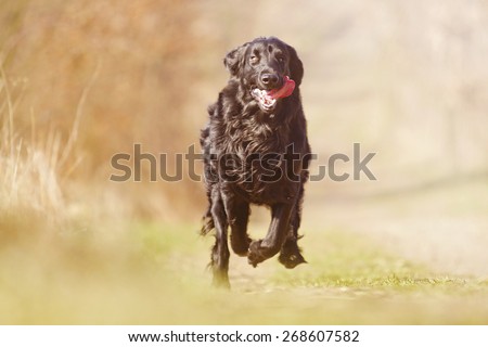 fun young crazy flat coated retriever dog puppy running in summer nature