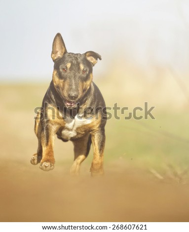 beautiful young fun english bull terrier dog puppy running in summer background