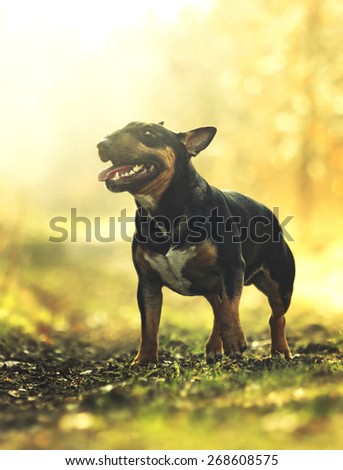 beautiful and fun tricolor portrait english bull terrier dog puppy in sunset background