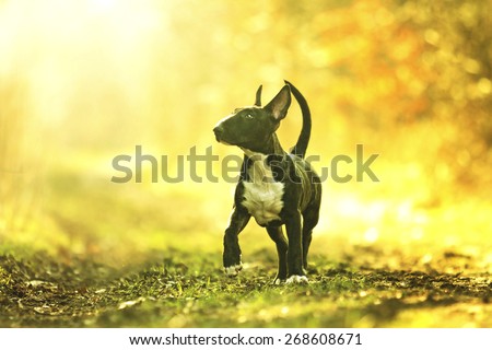 beautiful and fun english bull terrier dog puppy running in sunset background