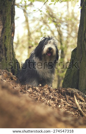 beautiful fun Bearded Collie dog Old English Sheepdog puppy in forest
