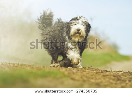 beautiful fun Bearded Collie dog Old English Sheepdog puppy running flying jump