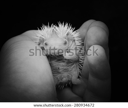 cute rodent african pygmy hedgehog baby